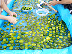 1.摘果された青みかんを手撰別します