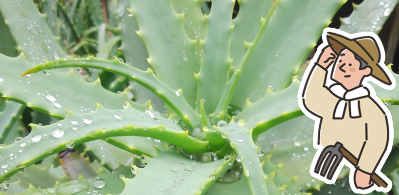 手作業で大切に育てています