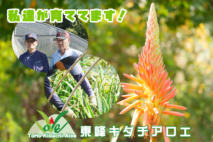 東峰キダチアロエ農家